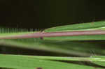 Wiry panicgrass